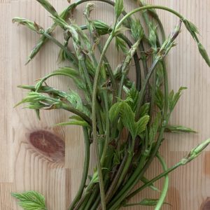 Luppolo (luvertin) 80 gr