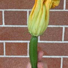 Zucchine baby