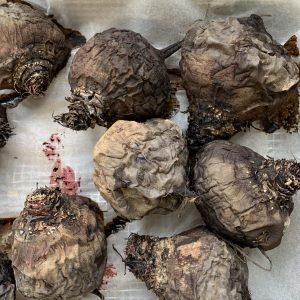 Barbabietole cotte al forno